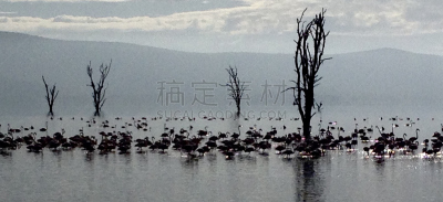 肯尼亚,纳库鲁湖,水平画幅,无人,火烈鸟,全景,鸟类,咸水湖,环境,户外
