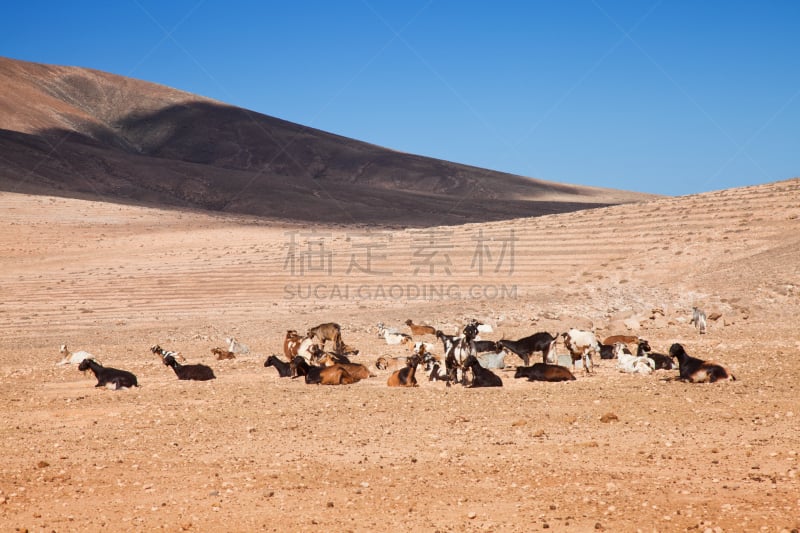 富埃特文图拉岛,山羊,自然,状态,旅游目的地,水平画幅,地形,无人,大西洋群岛,干的