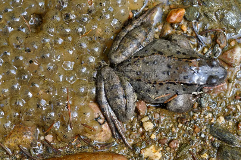 特写 青蛙 蛙卵 水 褐色 水平画幅 爬虫学 水下 湿 生物学图片素材下载 稿定素材