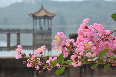 春天,桃花,成都,桃树,李树,四川省,水,水平画幅,无人