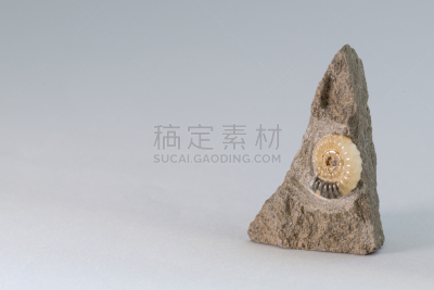 化石,留白,水平画幅,岩石,贝壳,无人,白色背景,石材,考古学,室内