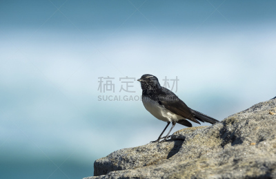 威利脊令鸟,悉尼,水,水平画幅,无人,侧面像,鸟类,野外动物,夏天,户外