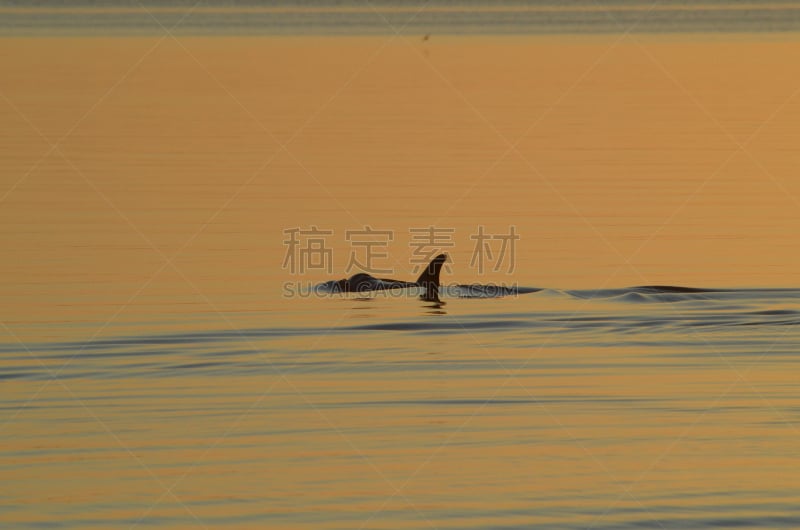 宁静,五色海,鳍,海豚,动物鳍,水平画幅,船尾波,大西洋白脊豚,波纹,海洋