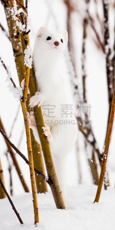 长尾鼬,垂直画幅,黄石公园,美国西部,美国,雪,无人,全景,野生动物保护,野外动物