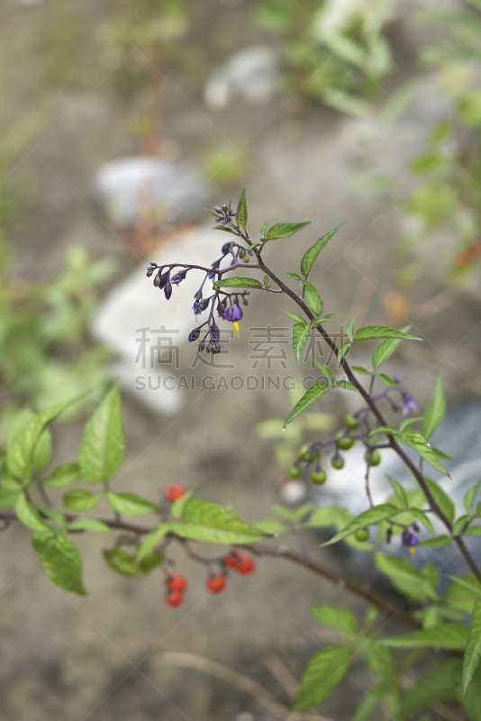 茄科植物,垂直画幅,夏天,明亮,植物,蓝莓,植物学,叶子,紫罗兰,湿地