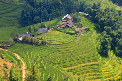 稻田,田地,乡村,农业,热带气候,米,草,稻,农场,梯田