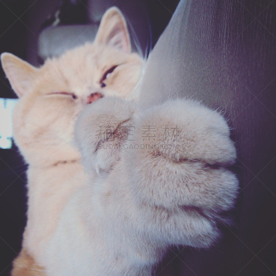 短毛猫,纯种猫,注视镜头,无人,爪子,动物习性,动物身体部位,美洲山猫,特写,虎