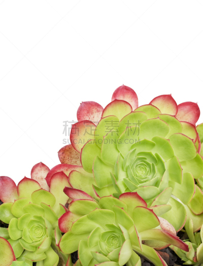 白色,仙人掌,垂直画幅,留白,风车厂,无人,aeonium urbicum,特写,紫叶莲花掌,植物