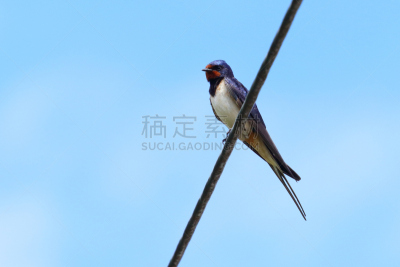 天空,电缆,家燕,蓝色,明亮,背景,九月,十月,彩色背景,野生动物