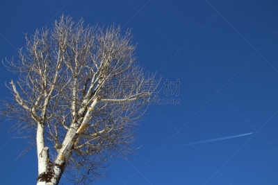 天空,秃树,冬天,蓝色,白桦,纯洁,季节,灵性,气候,顶部