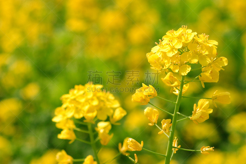 油菜花,水平画幅,绿色,无人,日本,特写,中央区,农作物,黄色,东京