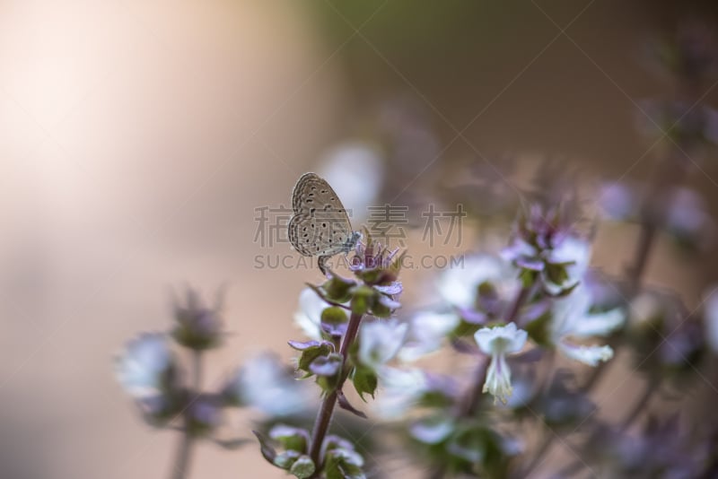 自然,背景,蝴蝶,泰国罗勒,灰蝶科,甲虫,水平画幅,无人,特写,泰国