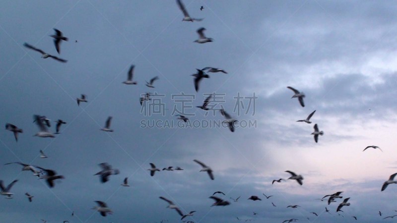都市风光,羊群,动物,鸟类,户外,天空,欧洲,海牙,自然,2019
