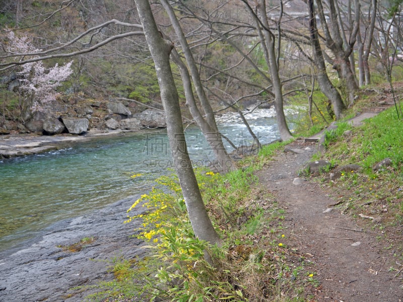 沟壑,水上町,徒步旅行,水,水平画幅,樱花,无人,户外,草,谷川山脉