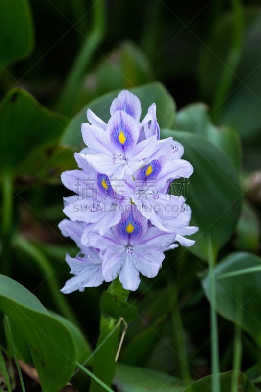 凤眼莲,仅一朵花,纳瓦沙湖,自然,垂直画幅,天空,美,蓝色,户外,湖