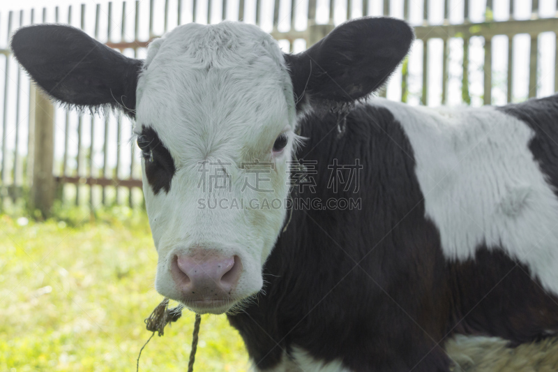 白色,小的,小牛,黑色,肉牛,动物身体部位,野外动物,乡村风格,大农场,牛