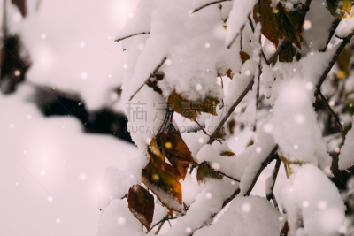 野生植物,自然,自然美,冬日花园,枝繁叶茂,雪,优美,新年,纯净,完美