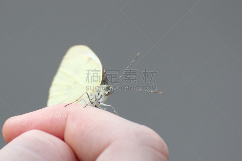 甘蓝,白色,大白蝴蝶,野生动物,水平画幅,蝴蝶,无人,动物,节肢动物,摄影