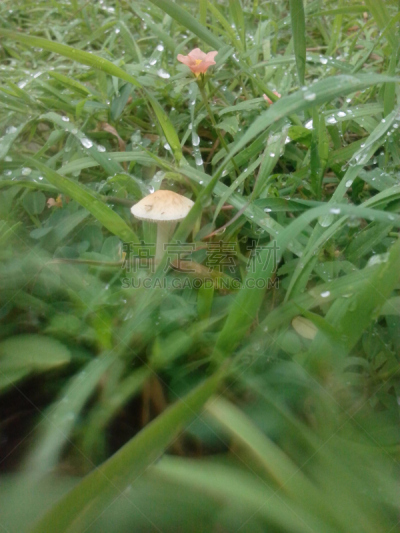 自然,蘑菇,帕斯托,垂直画幅,水,无人,花朵,花,摄影,种植