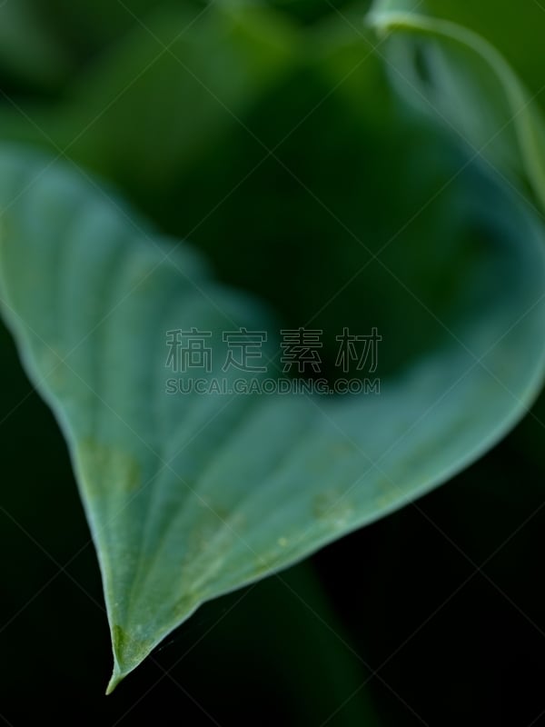 Leaf contour of the hostа plan, lush foliage. Dark green colored leaves