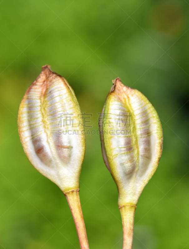 郁金香,胶囊,种子,自然,垂直画幅,褐色,绿色,水果,无人,健康保健