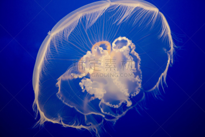 水母,蒙特利海湾水族馆,刺螫水母,蒙特利半岛,自然,式样,水平画幅,形状,无人,蓝色