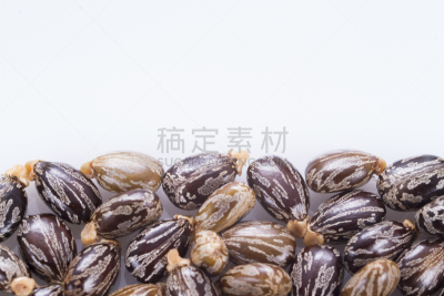 蓖麻,蓖麻油,种子,生物学,农业,气候,健康保健,药,替代医药,大戟科