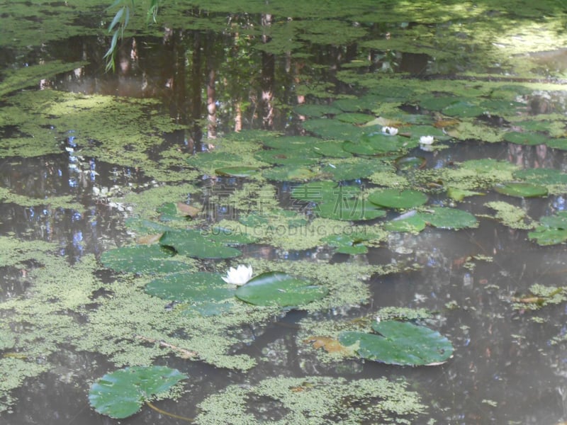 睡莲,池塘,wood lily,自然,自然现象,水平画幅,无人,户外,俄罗斯,摄影