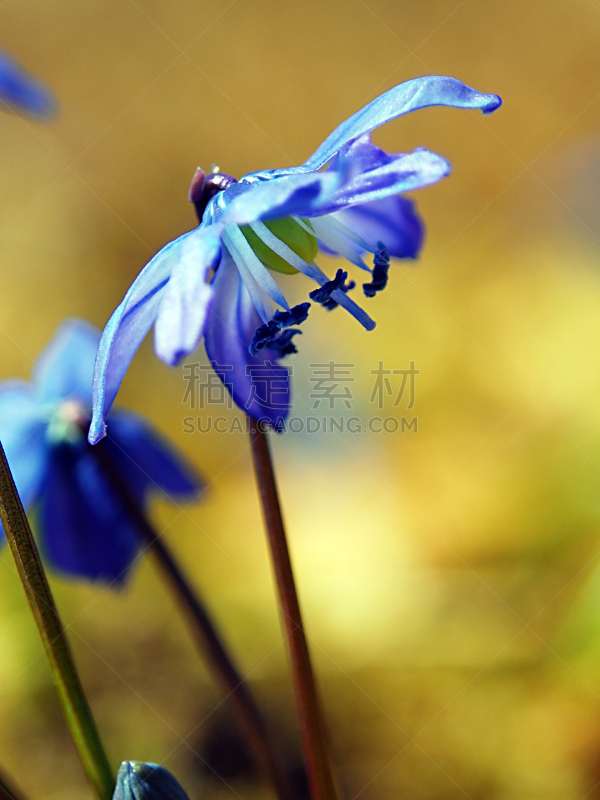 斯库拉,蓝色,春天,花坛,野风信子,自然,垂直画幅,无人,抽象,特写