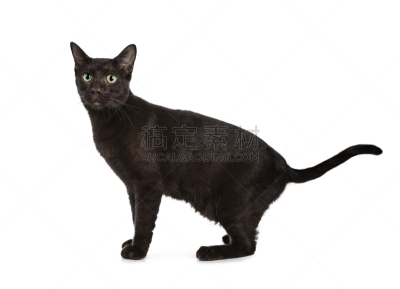 可爱的,绿色眼睛,白色背景,哈瓦那棕猫,小猫,看,分离着色,透镜,坐,站