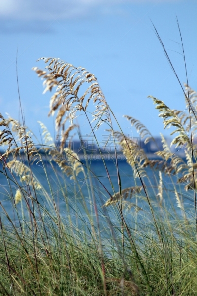 沙丘,海洋,视角,蜜月岛州立公园,墨西哥湾,垂直画幅,水,天空,滨草,山