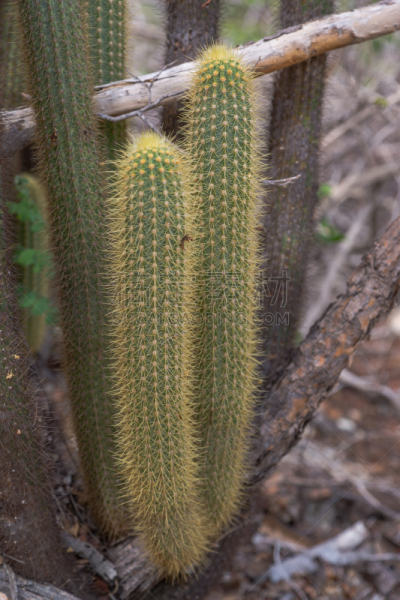 Leafy Catinga in Serra da Capivara