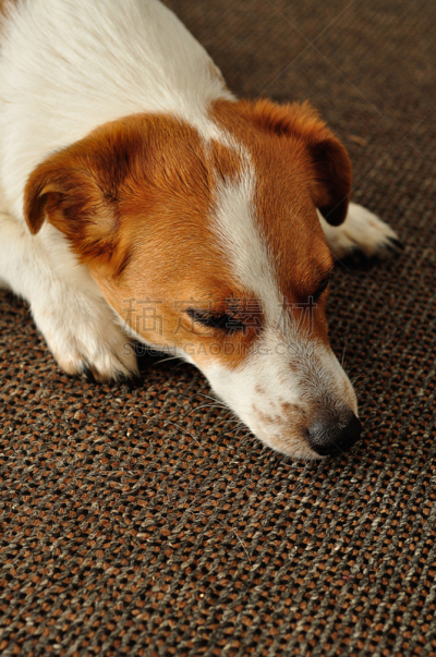 杰克拉瑟短腿犬,russell,自然,垂直画幅,褐色,纯种犬,小的,可爱的,快乐,家畜