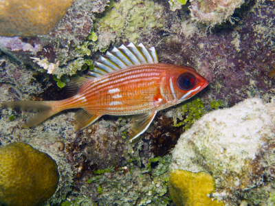 Longspine Squirrelfish,金鳞鱼,红袋鼠,自然,水平画幅,无人,水下,野外动物,海洋生命,罗阿丹