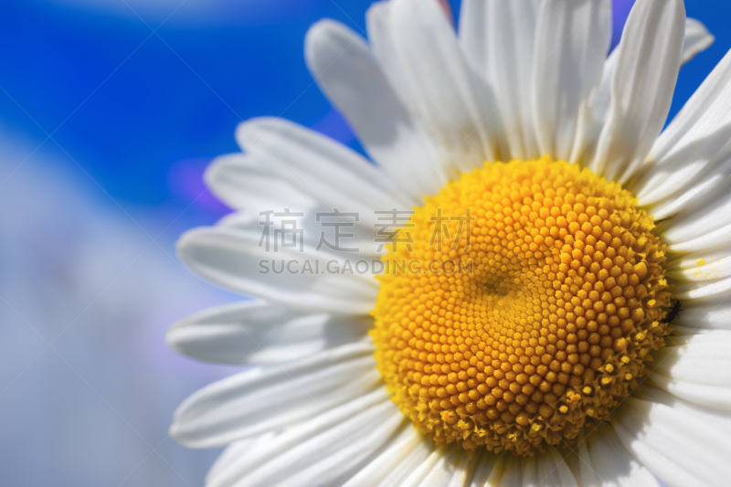 Chamomile against the sky.