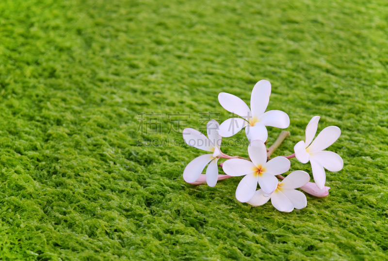 赤素馨花,海草,湿透,自然,式样,芳香的,水平画幅,绿色,无人,花
