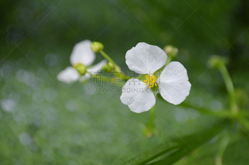 慈姑属,信笺针,慈姑,自然,美,水生植物,水平画幅,绿色,雄蕊,无人