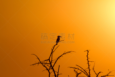 翠鸟,橙色背景,自然,水平画幅,橙色,无人,鸟类,非洲,野外动物,自然美