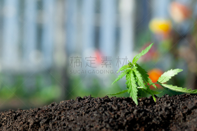 农作物,秧苗,栽培植物,反差,低的,农民,商品,字体