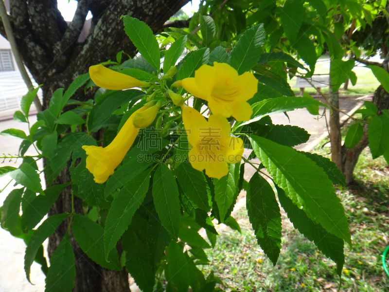 黄色,花蕾,自然,美,芳香的,水平画幅,无人,路边,户外,室内植物