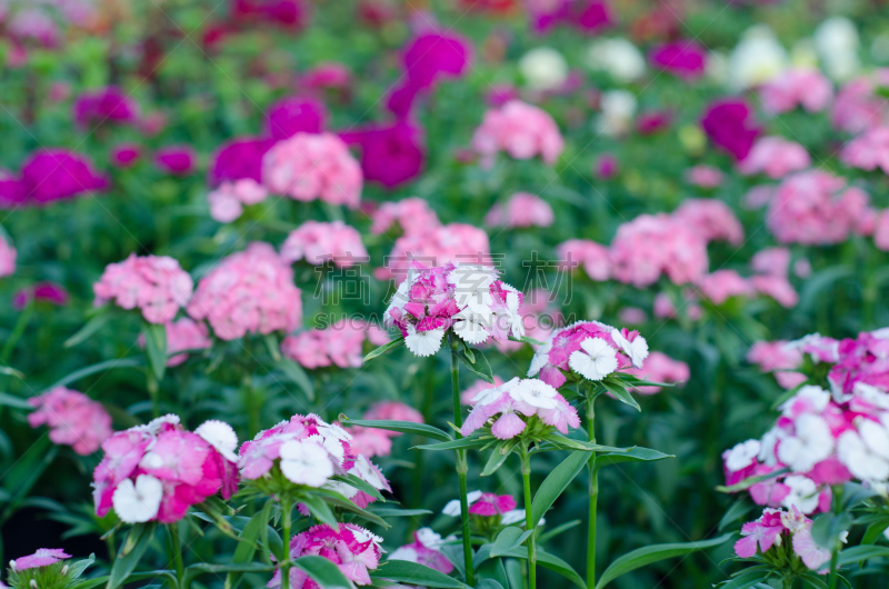 Dianthus chinensis (China Pink, Sweet William flower )