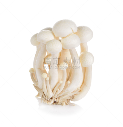白色背景,姬菇,食用菌,白色,山毛榉树,自然,垂直画幅,饮食,无人,组物体