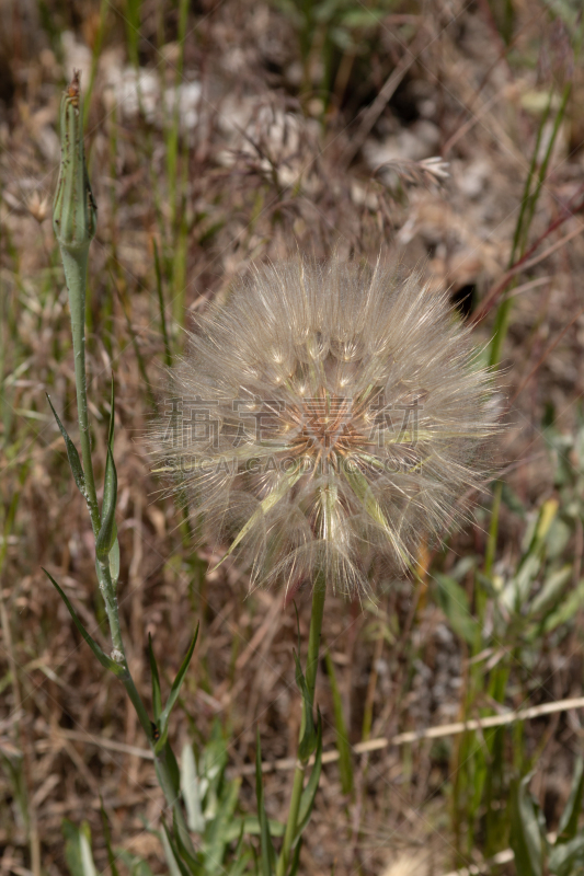 野生植物,蒲公英,花坛,自然,垂直画幅,草地,美国,绿色,地形,蒲公英种子