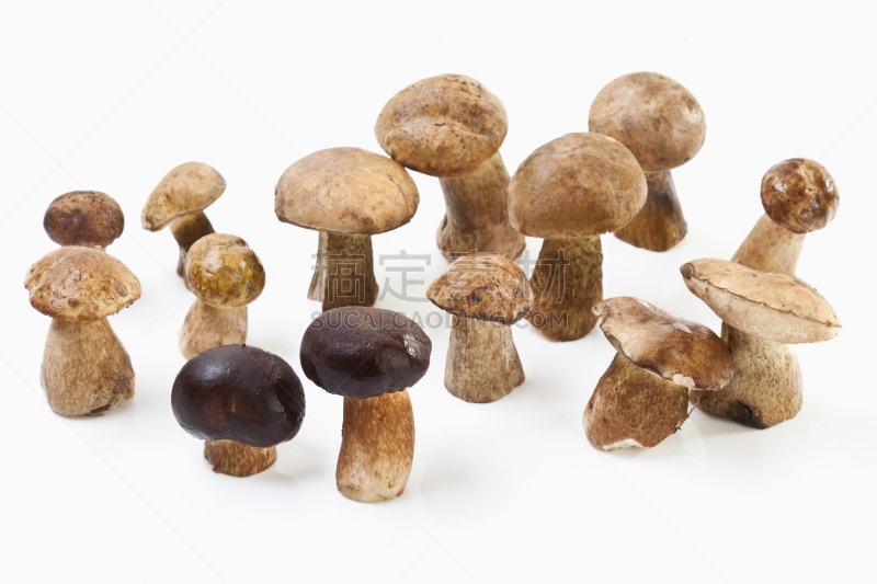 特写,白色背景,黄色,褐色,水平画幅,无人,食物的样式,食用菌,真菌,porcini mushroom