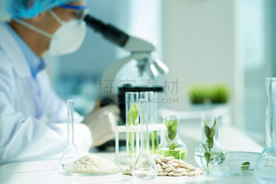 生物学家,转基因,植物学,显微镜,种子,生物科技,意大利白腰豆,科学实验,利马豆,实验室