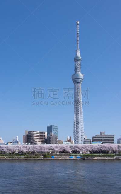 东京天空树,樱桃树,图像,river sumida,浅草,电磁的,观测点,无线电通信塔,垂直画幅,天空