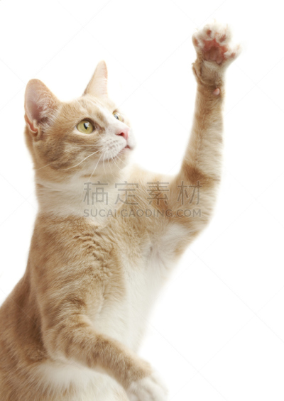 小猫,黄色,爪子,动物扑击,猫,杂种猫,垂直画幅,进行中,无人,哺乳纲
