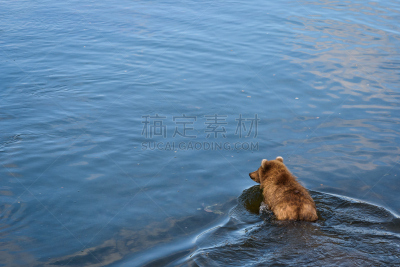 熊,湖,水,留白,野生动物,美国,水平画幅,纳克内克湖,无人,野外动物