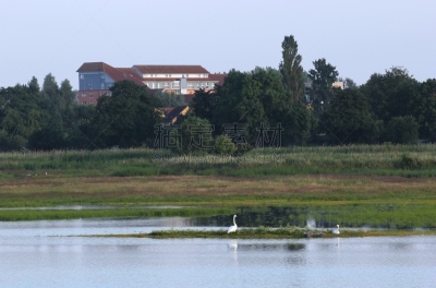白色,天鹅,湿地,格赖夫斯瓦尔德,梅克伦堡前波莫瑞州,2000到2009,水,天空,水平画幅,无人