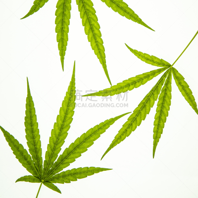 分离着色,叶子,白色,一个物体,白色背景,绿色,式样,创造力,禁止的,拍摄场景